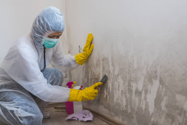 Best Mold Testing  in Hallam, PA