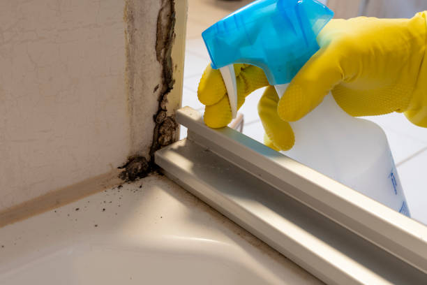 Trusted Hallam, PA Mold Removal Experts