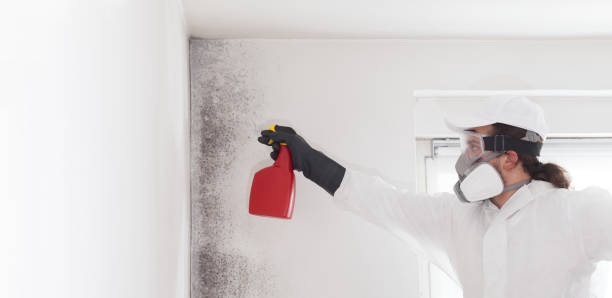 Best Home Mold Removal  in Hallam, PA