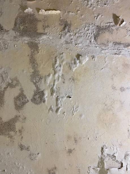 Best Fast Mold Removal  in Hallam, PA