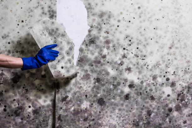 Best Mold Removal Near Me  in Hallam, PA