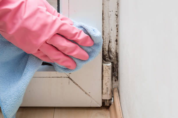 Best Affordable Mold Removal  in Hallam, PA